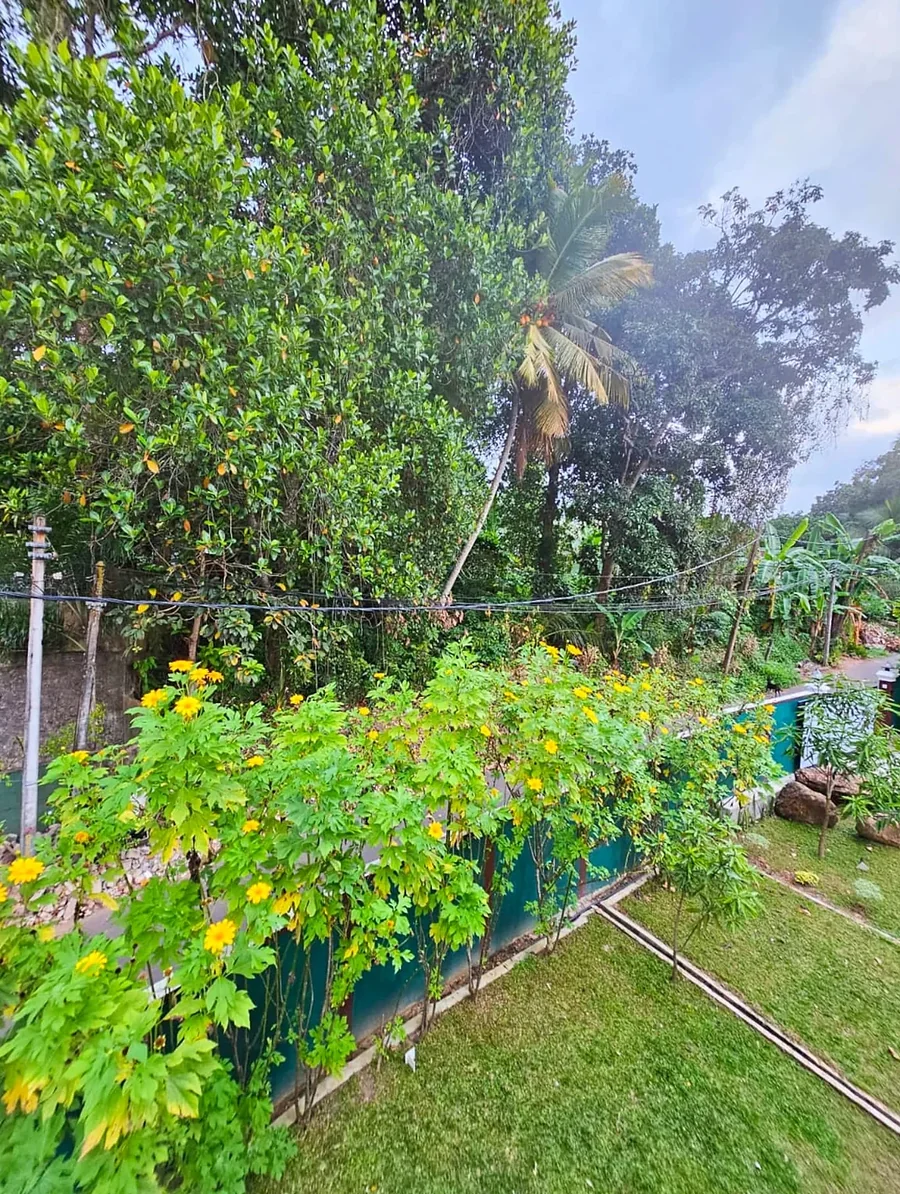 حديقة خضراء وأشجار ونباتات استوائية حول الفيلا — Syndeo Garden, هيكادوا